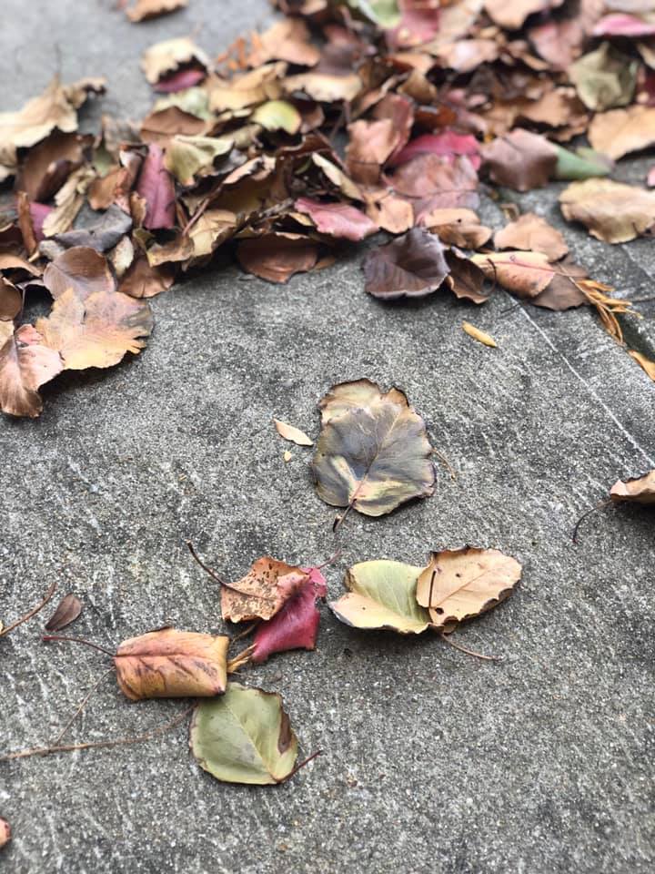 74583719_10220325234751351_3337475101237968896_n