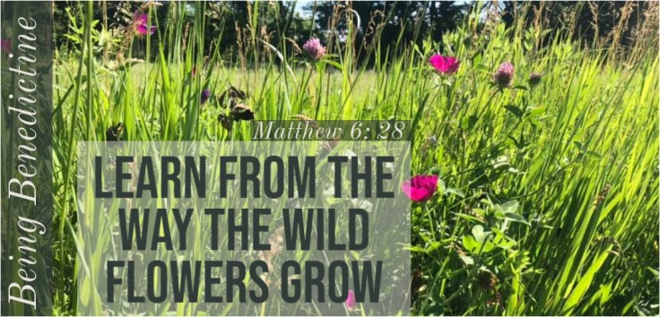 wild flowers grow